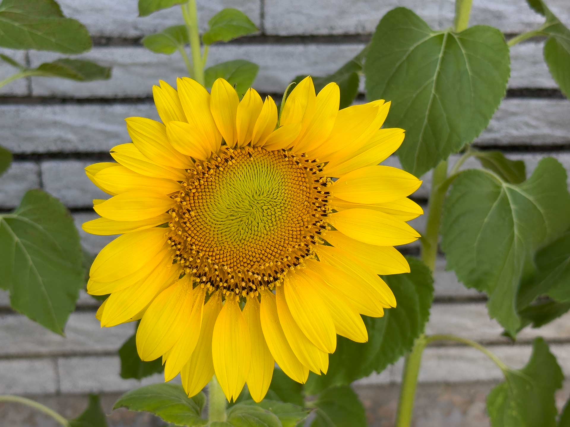 海田町に咲くひまわり - 海田町のあれこれ